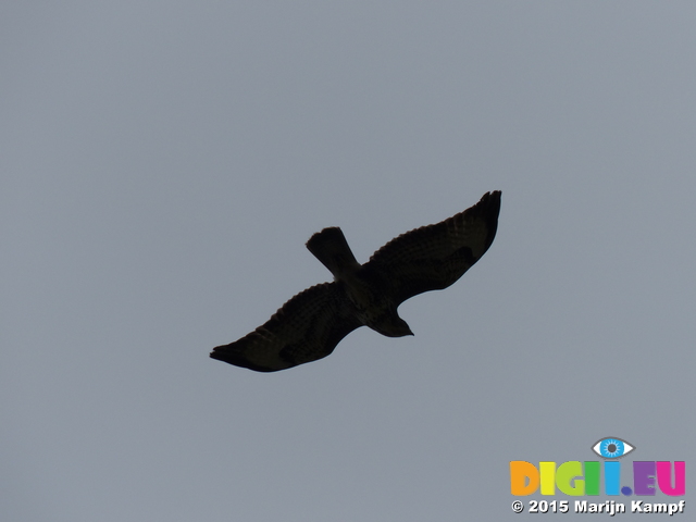 FZ012830 Buzzard